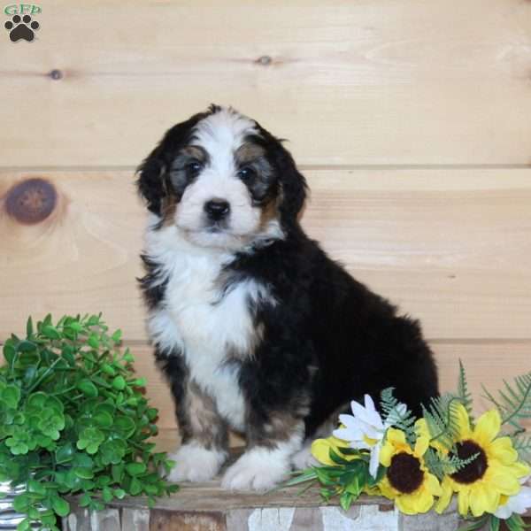 Happy – F1, Bernedoodle Puppy